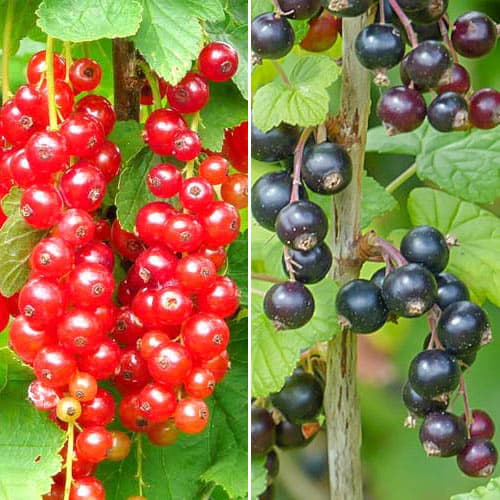 2 saz, Super nabídka! Sada Rybíz Sweet Duo, 2 sazenice - : Monžstvo balíkov: 2 saz