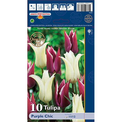 10 kus, Tulipán Purple Chic - : Monžstvo balíkov: 10 kus