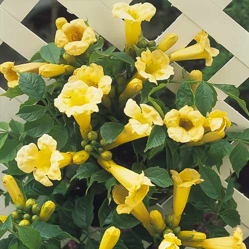 1 saz, Trubač Kořeňující Flava, С2 - : Monžstvo balíkov: 1 saz