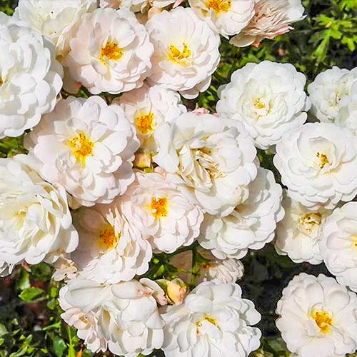 1 saz, Růže velkokvětá Cometa - : Monžstvo balíkov: 1 saz