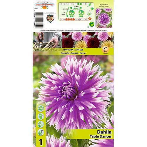 1 db, Dália Table dancer - Évelő: Mod de ambalare: 1 db