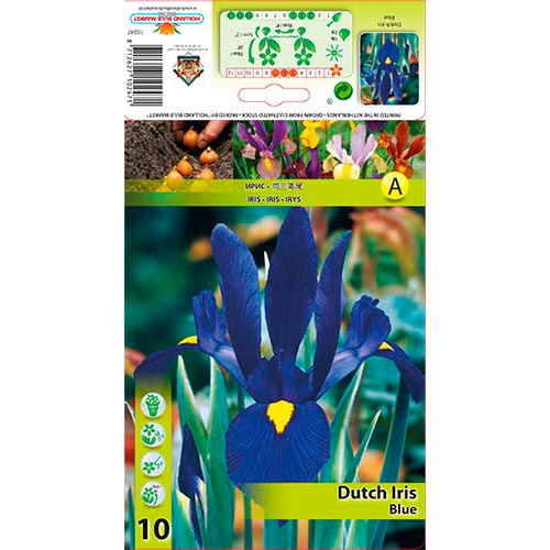 10 db, Írisz holland Blue - Hagymák: Mod de ambalare: 10 db