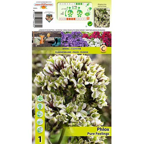 1 db, Lángvirág Pure Feelings - Évelő: Mod de ambalare: 1 db