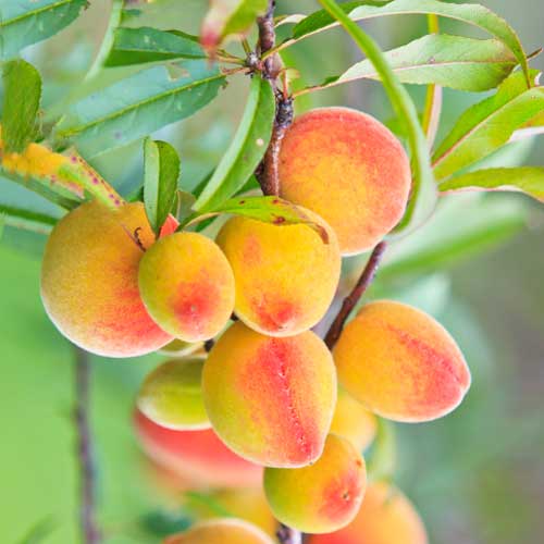 1 db, Sárgabarack oszlopos Perla - Palánták: Mod de ambalare: 1 db