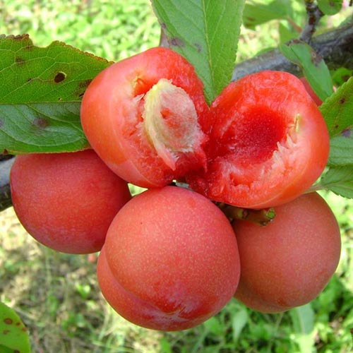 1 db, Szilva Jamaica, С2 - Palánták: Mod de ambalare: 1 db