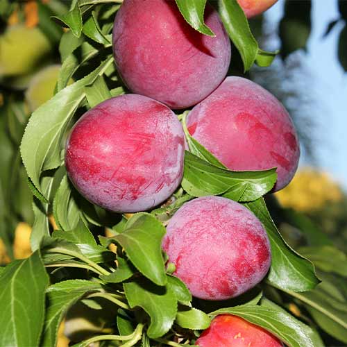 1 db, Szilva oszlopos Red Lure - Palánták: Mod de ambalare: 1 db