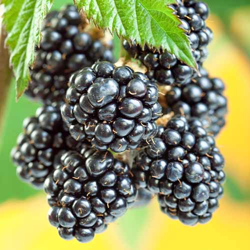 1 db, Szeder Gigant, Р9 - Palánták: Mod de ambalare: 1 db