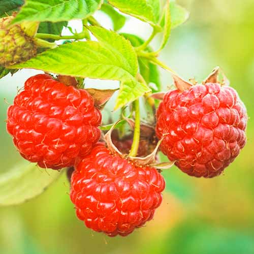 1 Pflanze(n), Himbeere Dorman Red - Setzlinge: Ilość w opakowaniu: 1 Pflanze(n)