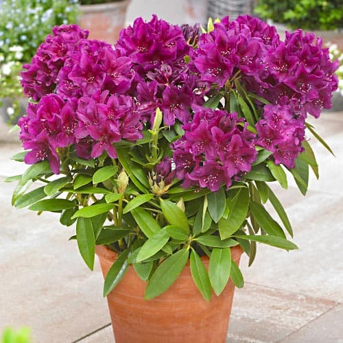 1 Pflanze(n), Rhododendron Polarnacht, P9 - Setzlinge: Ilość w opakowaniu: 1 Pflanze(n)