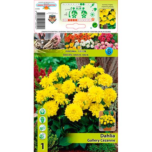 1 Stück, Dahlie Gallery Cezanne - Stauden: Ilość w opakowaniu: 1 Stück