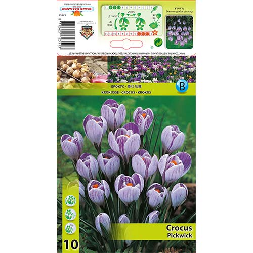 10 Stück, Krokus Pickwick - Blumenzwiebeln: Ilość w opakowaniu: 10 Stück
