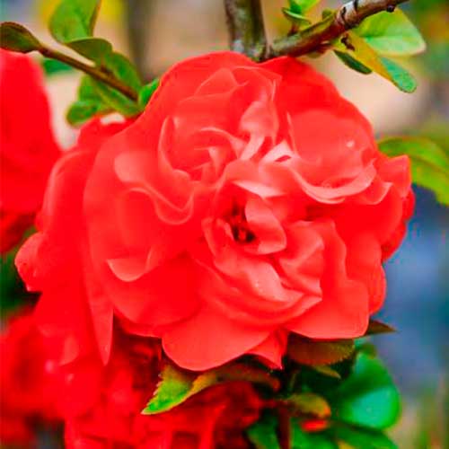 1 szt, Quitte japanischer Orange Storm - Setzlinge: Ilość w opakowaniu: 1 szt