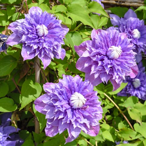 1 Pflanze(n), Clematis Multi Blue, P9 - Setzlinge: Ilość w opakowaniu: 1 Pflanze(n)