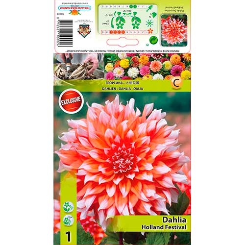 1 Stück, Dahlie Holland Festival - Stauden: Ilość w opakowaniu: 1 Stück