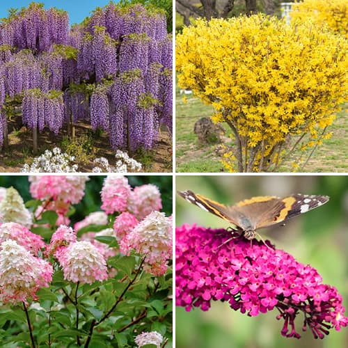 Tolles Angebot! Ziersträucher Bunter Garten, Set mit 4 Setzlingen - Setzlinge: Ilość w opakowaniu: 4 Pflanze(n)