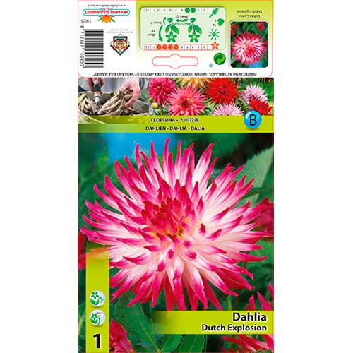 1 Stück, Dahlie Dutch Explosion - Stauden: Ilość w opakowaniu: 1 Stück