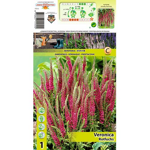 1 Stück, Ehrenpreis Rotfuchs - Stauden: Ilość w opakowaniu: 1 Stück