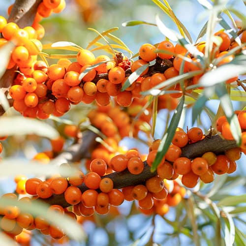 1 Pflanze(n), Sanddorn Nivelana, P9 - Setzlinge: Ilość w opakowaniu: 1 Pflanze(n)