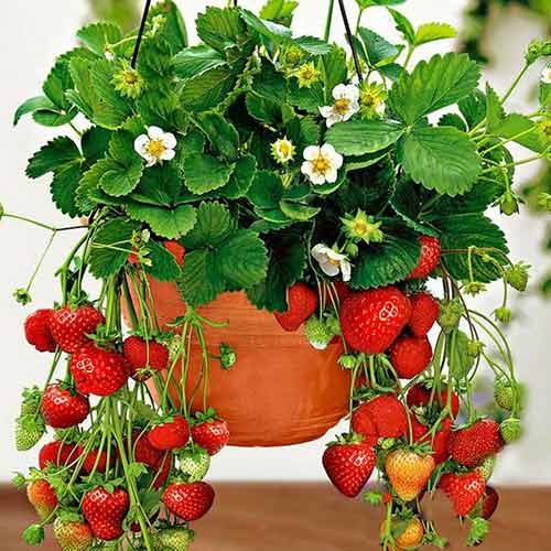 5 Setzling(e), Kletternde Erdbeere - Setzlinge: Ilość w opakowaniu: 5 Setzling(e)