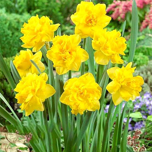 5 Stück, Volle Narzisse Double Gold Medal - Blumenzwiebeln: Ilość w opakowaniu: 5 Stück