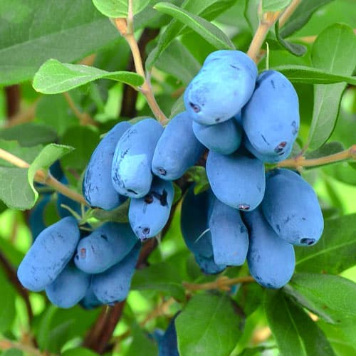 1 Pflanze(n), Honigbeere Altaj - Setzlinge: Ilość w opakowaniu: 1 Pflanze(n)