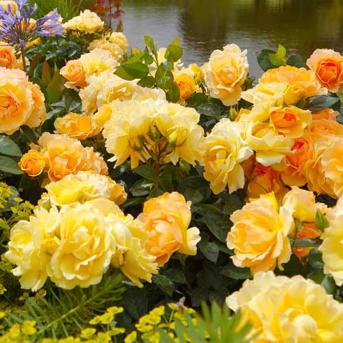 1 Pflanze(n), Strauchrose Rose Hansestadt Rostock - Setzlinge: Ilość w opakowaniu: 1 Pflanze(n)