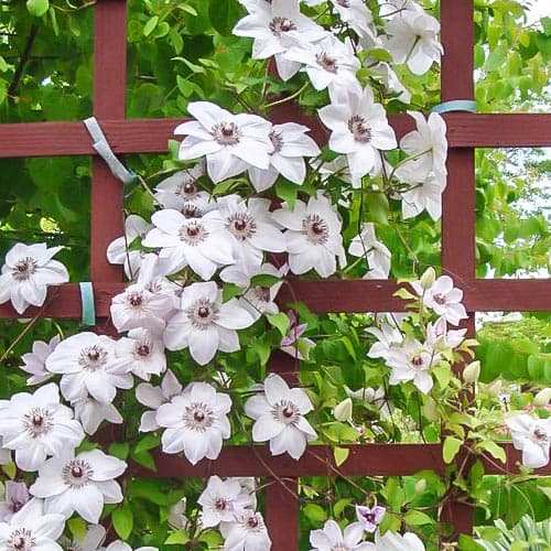 1 Pflanze(n), Clematis Miss Bateman - Setzlinge: Ilość w opakowaniu: 1 Pflanze(n)