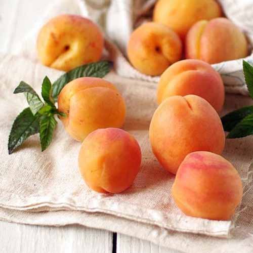 1 Pflanze(n), Aprikose Tahiti - Setzlinge: Ilość w opakowaniu: 1 Pflanze(n)