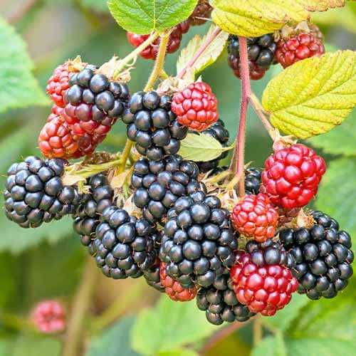 1 Pflanze(n), Brombeere Navaho - Setzlinge: Ilość w opakowaniu: 1 Pflanze(n)