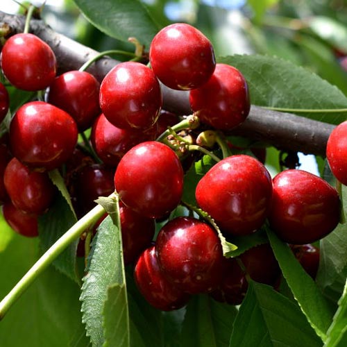 Cereja Lydia - Plântulas: Ilość w opakowaniu: 1 plant