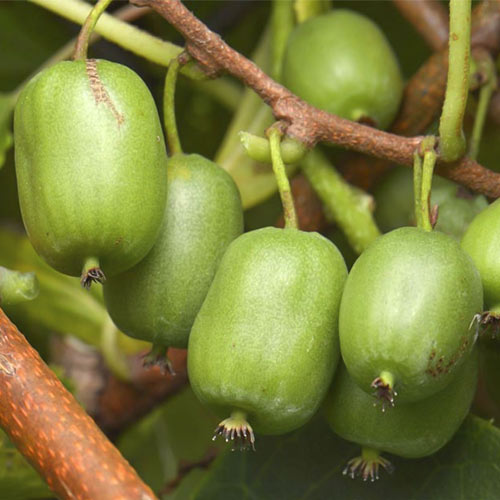 Mini kiwi (actinidia) Vitikiwi - Plântulas: Ilość w opakowaniu: 1 plant