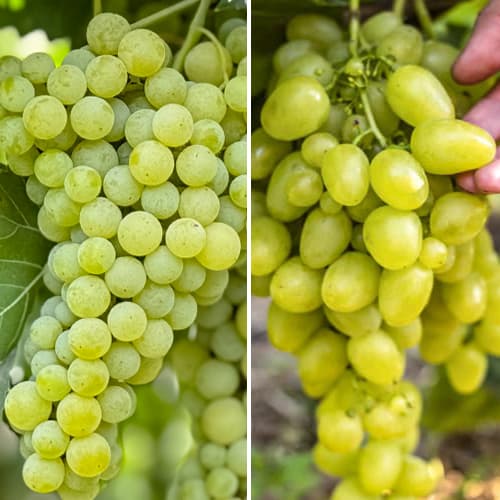 Promo Set! Conjunto de videiras superiores, 2 mudas - Plântulas: Ilość w opakowaniu: 2 plant