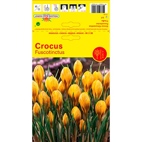 Crocus Fuscontinctus - Bulbos: Ilość w opakowaniu: 7 bulbe