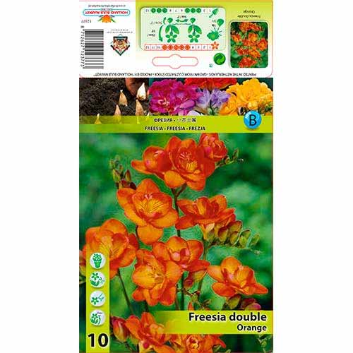 Freesia Double Orange - Bulbos: Ilość w opakowaniu: 10 bulbe