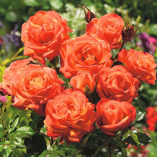 Rosa floribunda Orange, root ball - Plántulas: Ilość w opakowaniu: 1 plantas