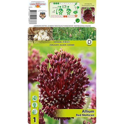Allium Red Mohican - Bulbos: Ilość w opakowaniu: 1 bulbos