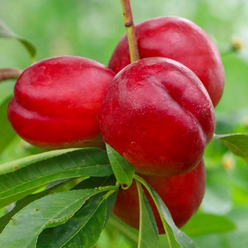 Nectarino Amor Tardío - Plántulas: Ilość w opakowaniu: 1 plantas