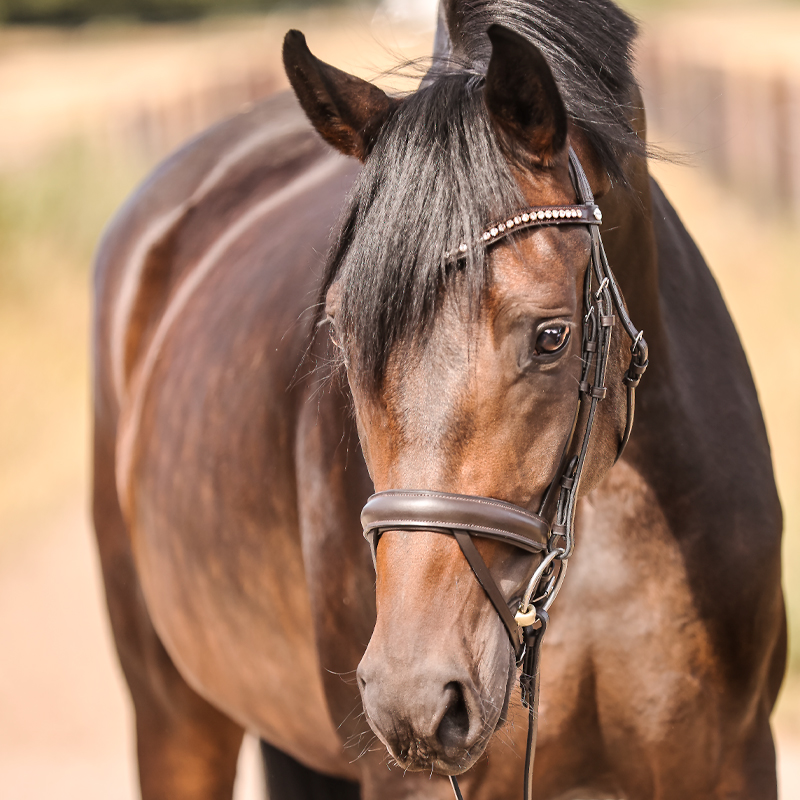 Kavalkade ogłowie Diana 24h