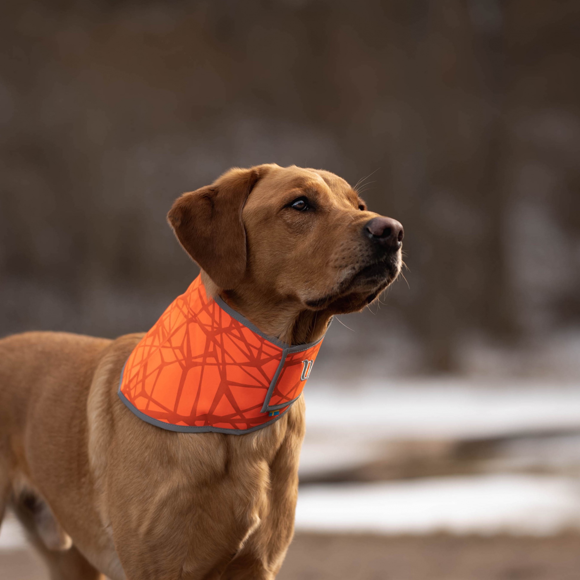 Back on Track Draco odblaskowa bandana dla psa