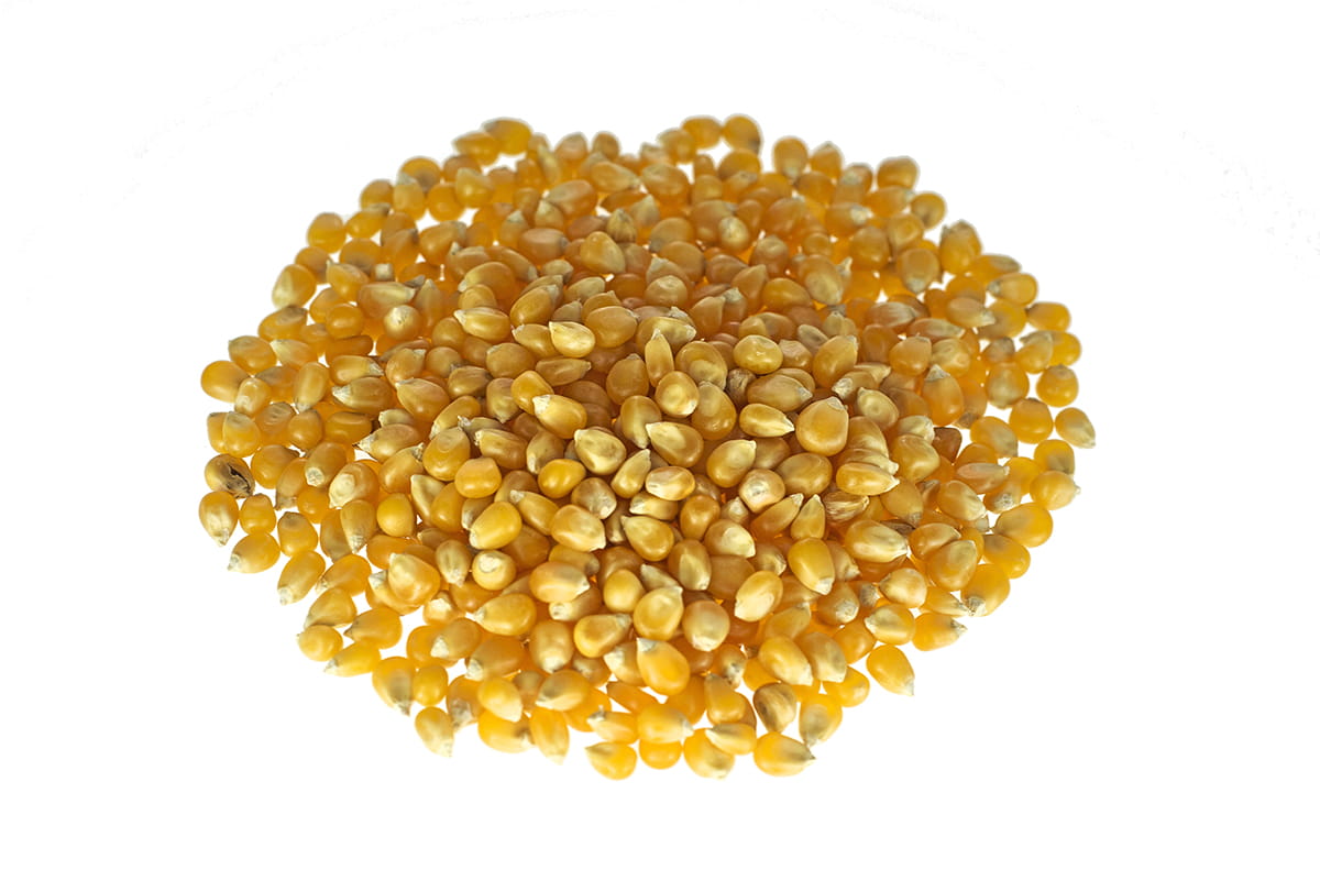 Popcorn ziarno, ziarna kukurydzy pękającej 25kg worek