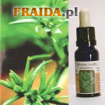 Czerwiec jednoroczny - Równowaga