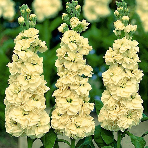 1 szt, Lewkonia letnia Excelsior żółta Legutko - Nasiona: Ilość w opakowaniu: 0.5 g