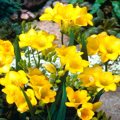 10 szt., Frezja żółta - Cebule: Ilość w opakowaniu: 10 szt.