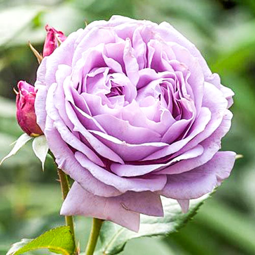 1 szt, Róża wielkokwiatowa Novalis - Sadzonki: Ilość w opakowaniu: 1 sadz