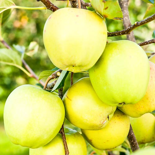 1 sadz, Jabłoń Golden Delicios - Sadzonki: Ilość w opakowaniu: 1 sadz
