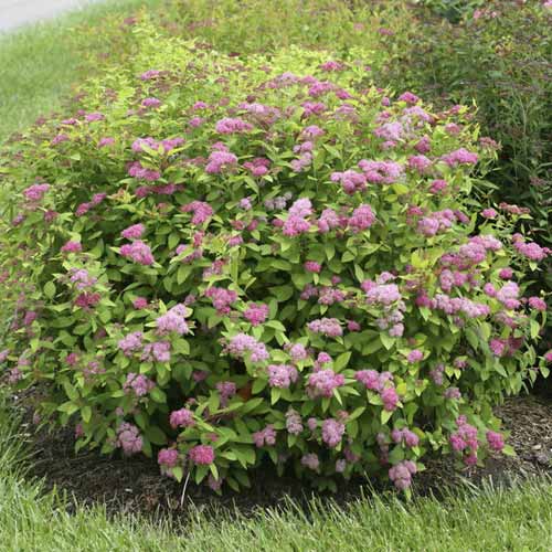 1 buc, Cununiță Double Play Big Bang , C3 - Puieți: Mod de ambalare: 1 buc