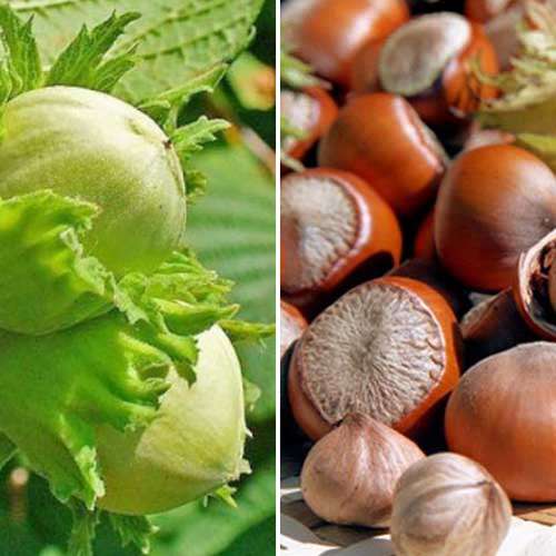 2 buc, Ofertă specială! Aluni Duo, set de 2 soiuri - Puieți: Mod de ambalare: 2 buc