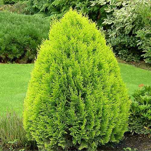 1 buc, Tuia orientalis Pyramidalis Aurea - Puieți: Mod de ambalare: 1 buc