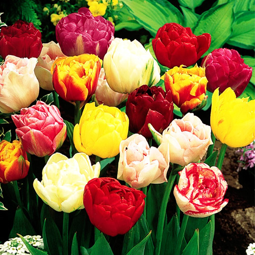 10 buc, Lalele Dressing, Mix de culori - Bulbi: Mod de ambalare: 10 buc