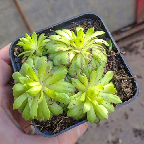 1 buc, Sempervivum (Urechelniță) Faraon - Răsaduri: Mod de ambalare: 1 buc